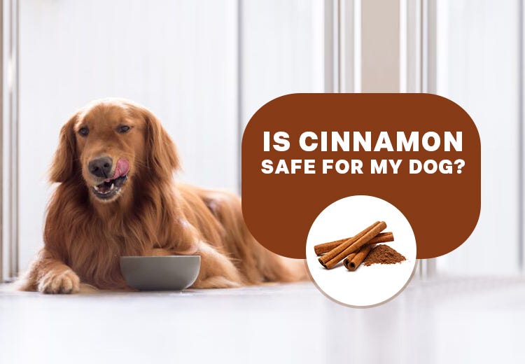 Is Cinnamon safe for your dogs? Do’s and Dont’s for your furry friend