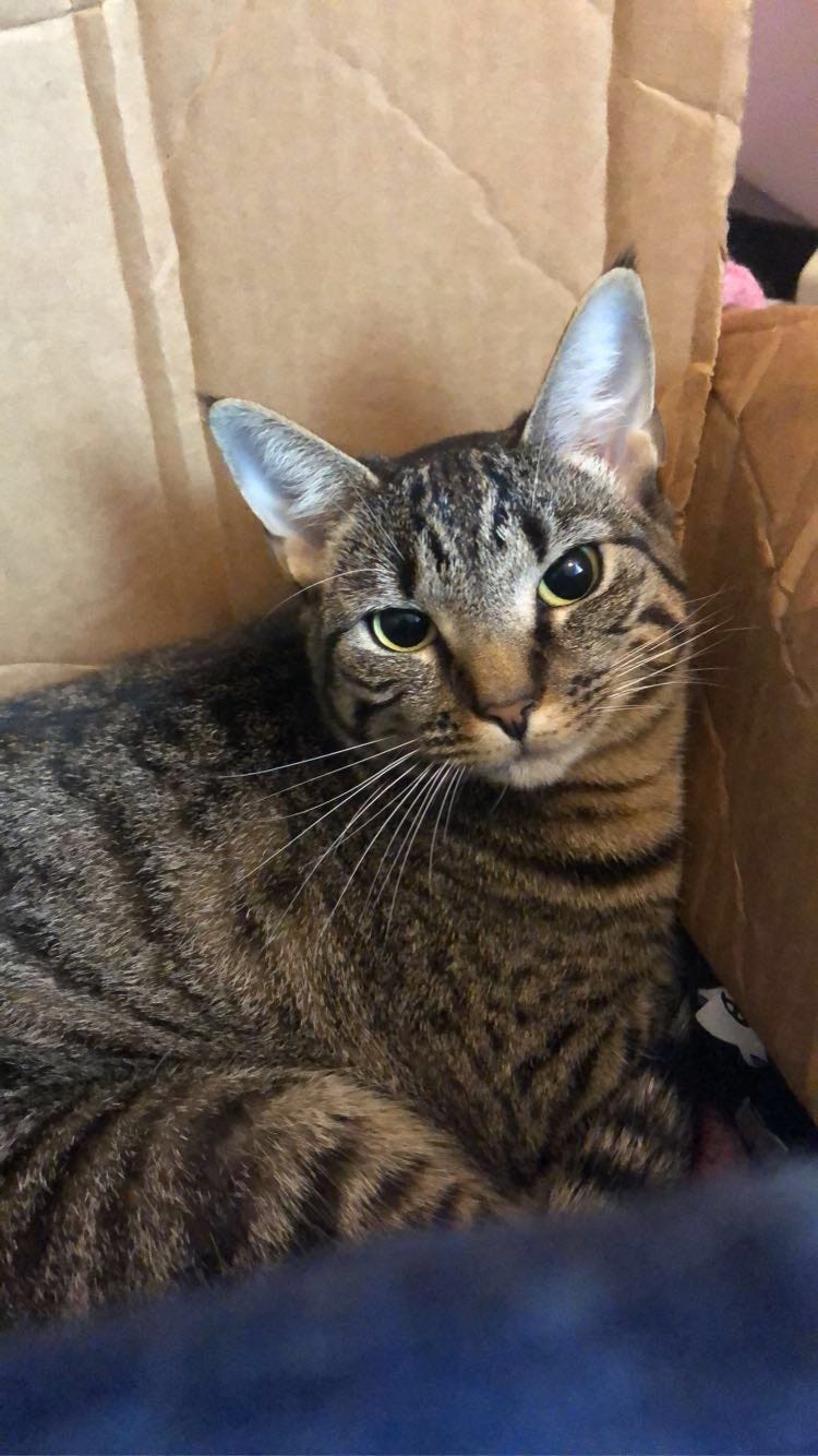 Cats Save Lives. Whenever someone asks me about my life… by Sophie