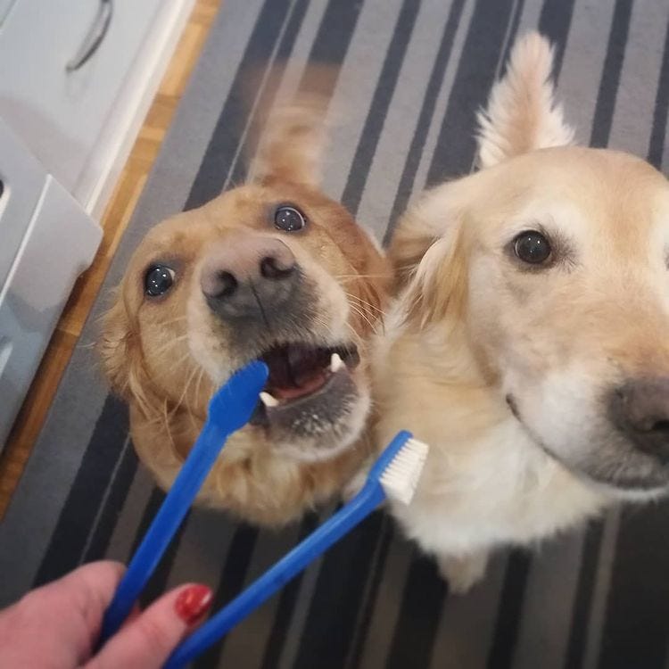How Often To Brush Dog’s Teeth. When performing oral hygiene in dogs… by Dogalyo Medium