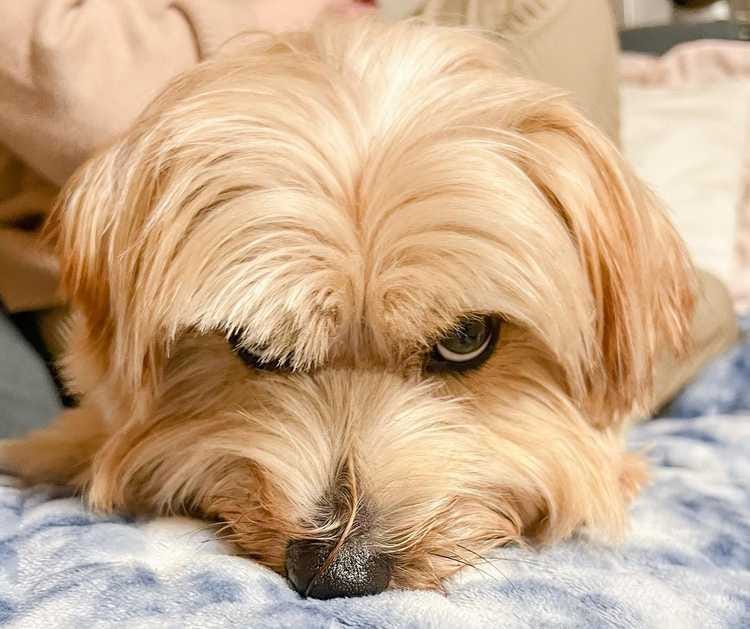 My Dog is Coughing We Tell You all About Coughing in Dogs by James