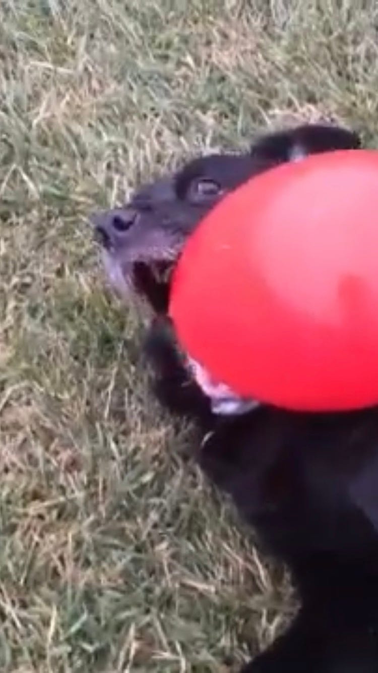 JOLLY PETS JOLLY EGG REVIEW by Jennifer Elliott Oct, 2023 Medium