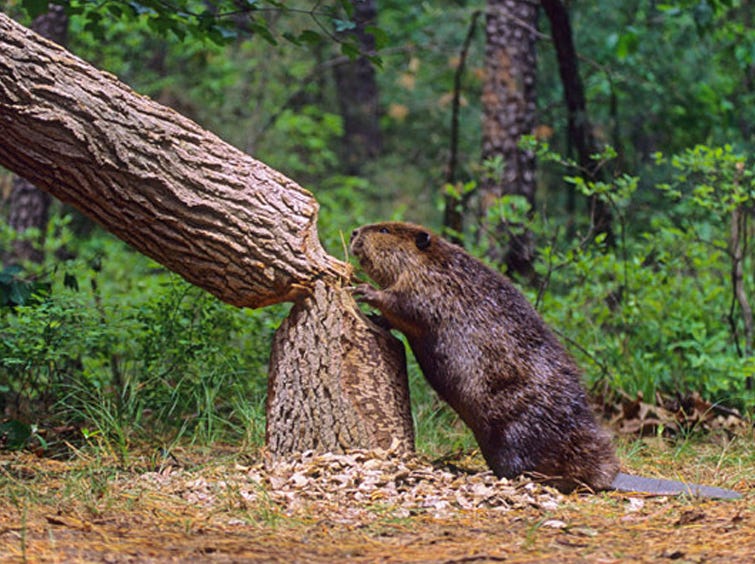 Why do beavers cut down trees?. Sometimes, people would like to shield