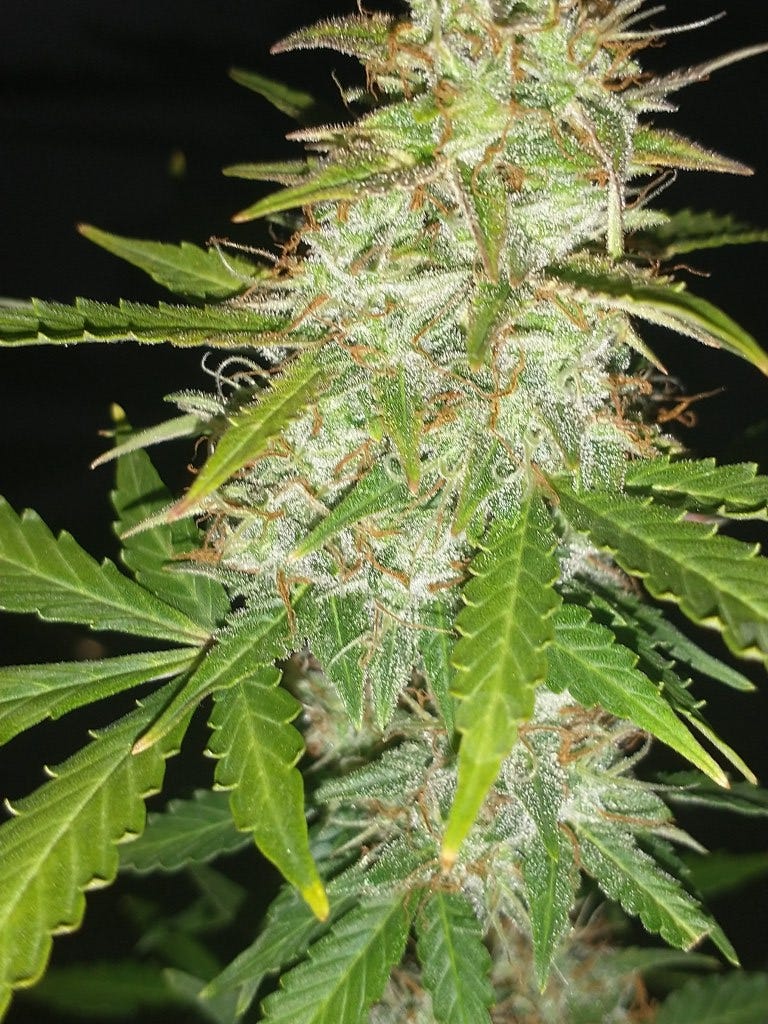 Seed Supreme Review Legit Cannabis Seeds? GoshDarnBlog🔞