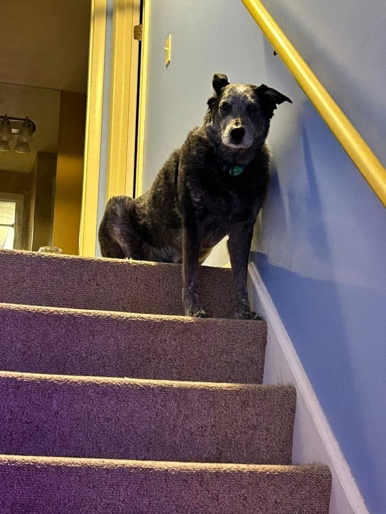 Okay, I’m Ready for Bed Cattle Dog Kids Medium