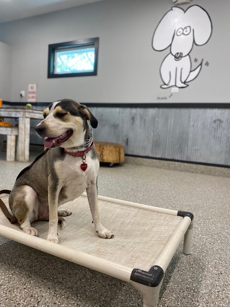 Why prong collars can be controversial by Kelseymazzei Medium