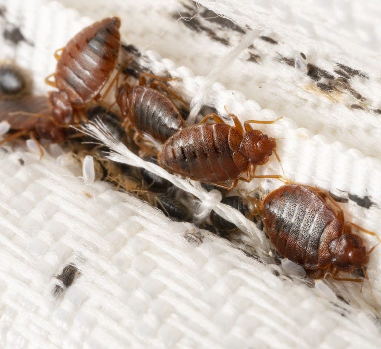 Unraveling the Mystery What Dead Bed Bugs Signify by Rodent Control