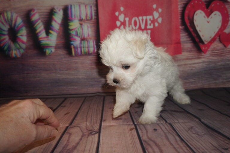 Teacup Maltese Puppies for Sale Online woofteacuppuppies Medium