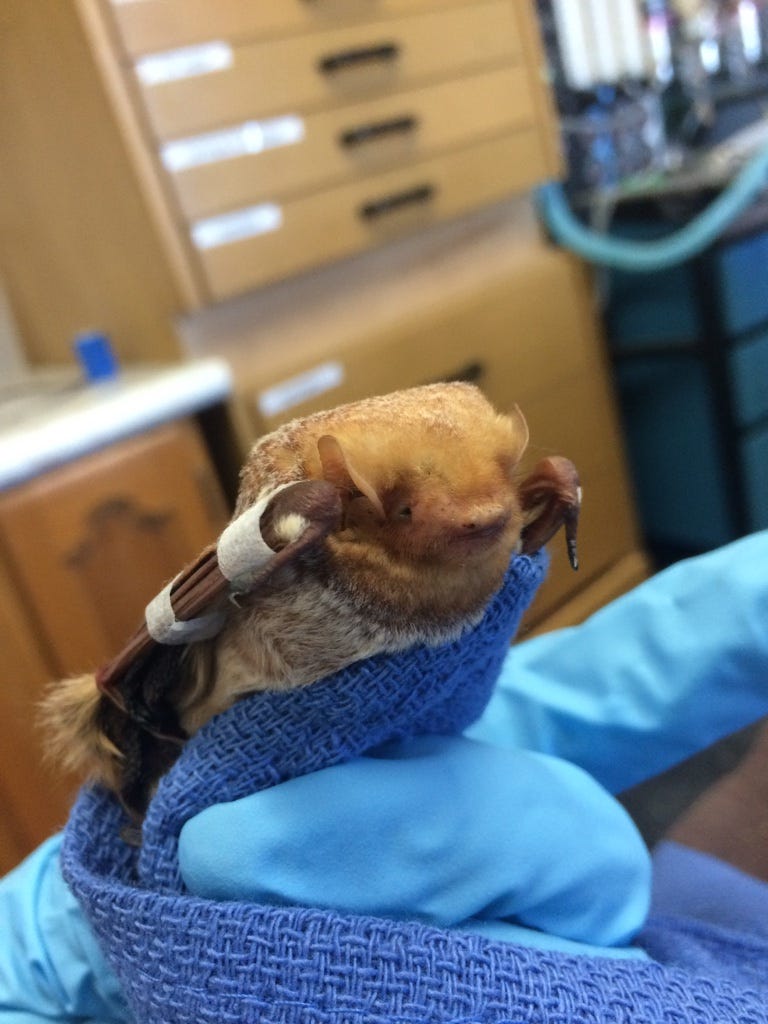 Bats in Ontario. It is bat season for Wildlife… by Chantal Theijn