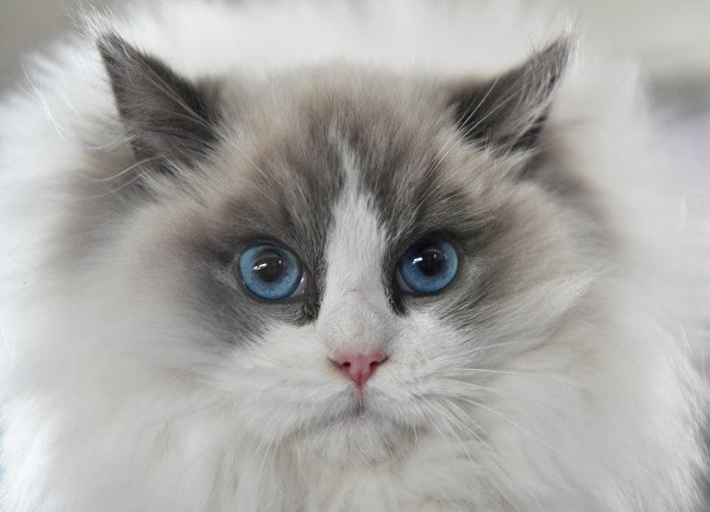 The 25 Easiest Cat Breeds To Take Care Of by Daily Solution Medium