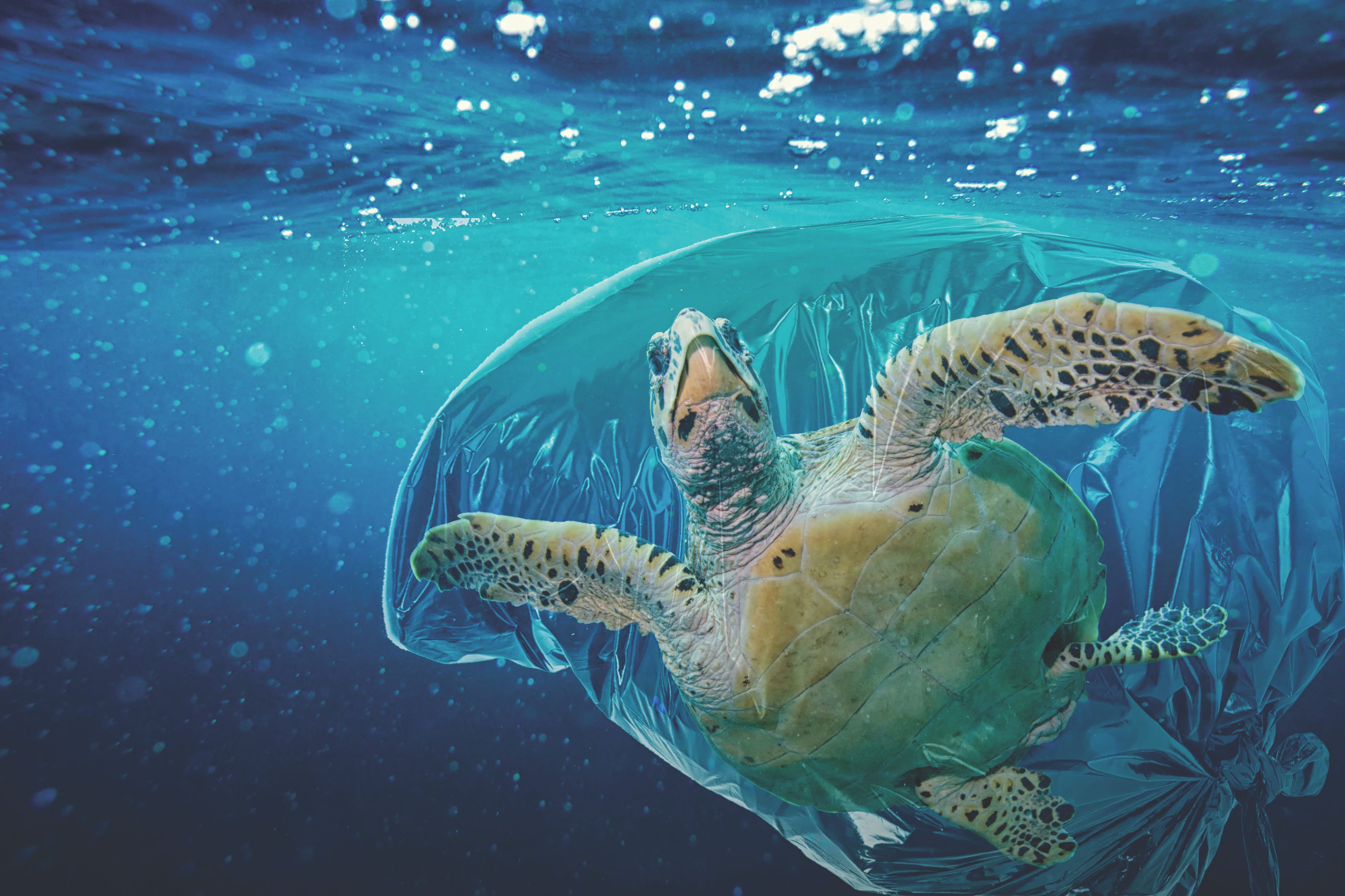 The History and Future of The Great Pacific Garbage Patch