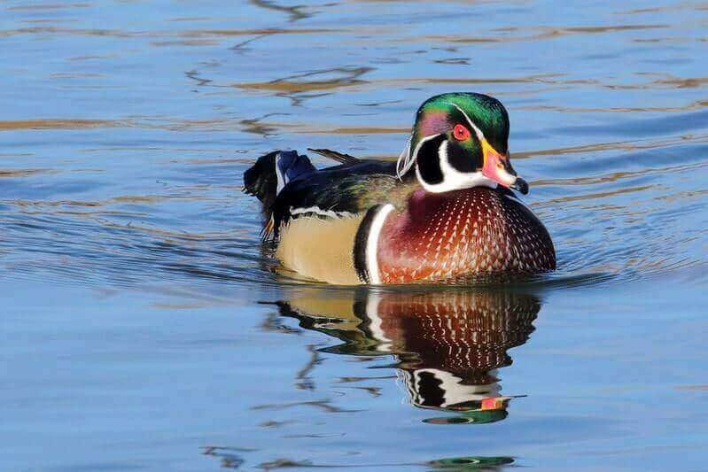 10 Best Duck Hunting Tips. Do you hunt ducks? Do you want to learn… by Ethan King Medium