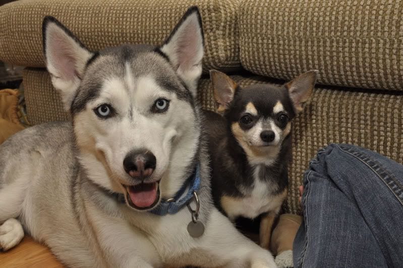 Chihuahua Husky Mix Big Personality in a Small Package by Dogtify