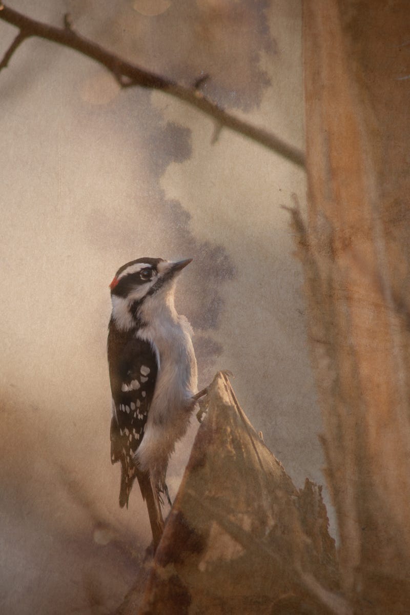 Photography An Art Form. In the ongoing and everevolving… by Marc Neal Nov, 2023 Medium