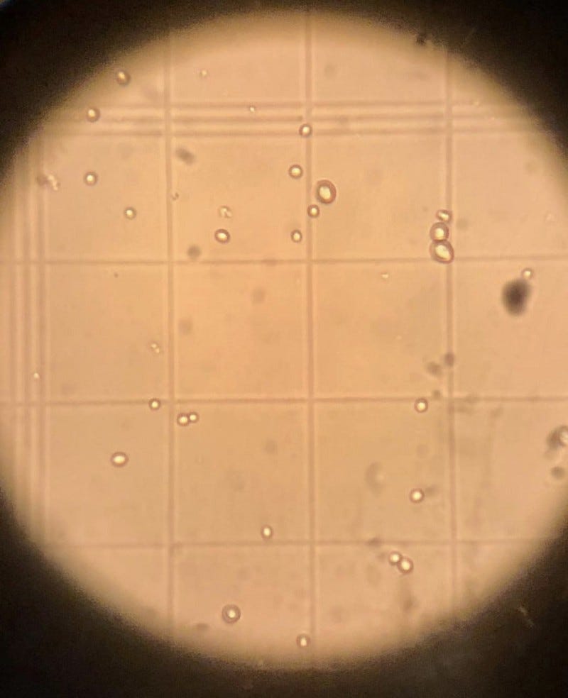 Torulaspora delbrueckii Yeast and Stuff About It by Dave Bleitner