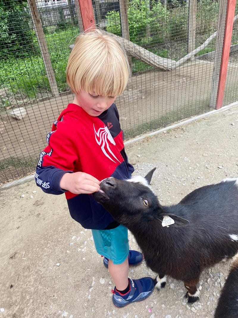 Have Fun in Decatur at the Zoo. A day at Decatur, Ill., Scovill Zoo