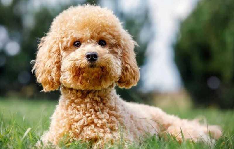 Why Poodles Are The Worst Dog You Need To Know by Pets Regency Jan, 2024 Medium