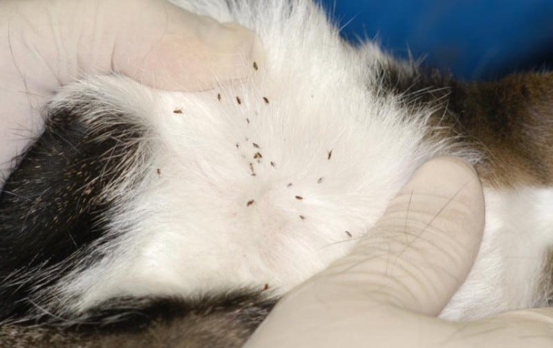 What Do Cat Fleas Look Like. Due to their small size, cat fleas can