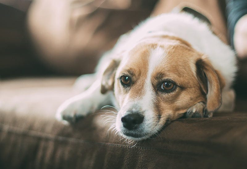 Our Family Dog Just Bit Me, What Do I Do? by d'Oliveira & Associates