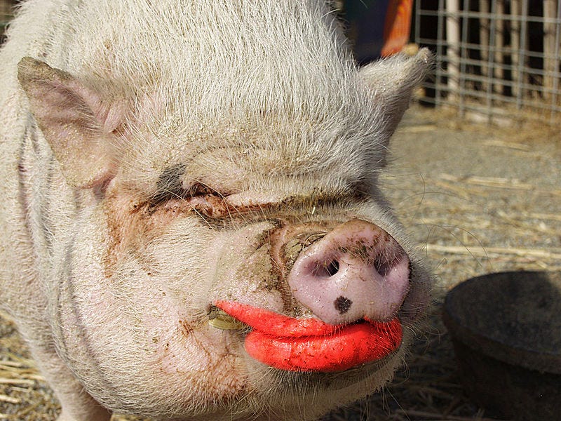 Quick wins, lipstick, pigs and sausages by Dave Yates Medium