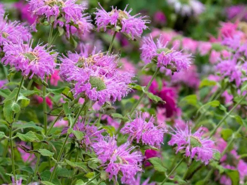 what not to plant with bee balm