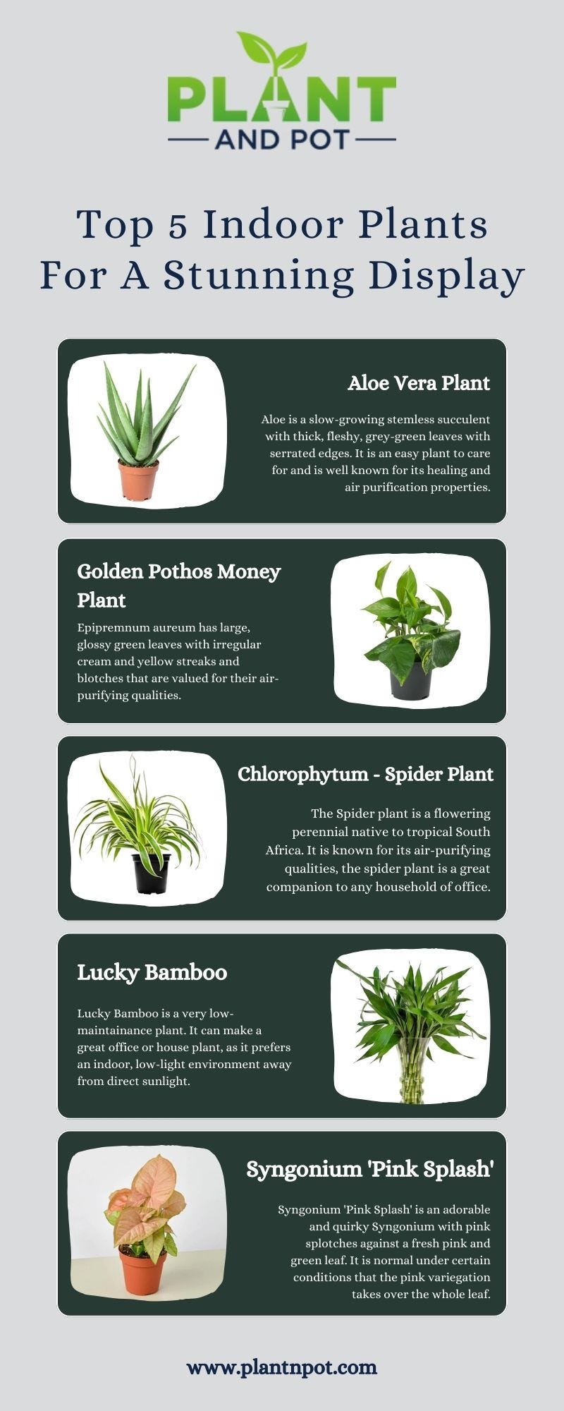 Shop Beautiful Indoor Plants in Kuwait Plant and Pot Co. Plant and Pot Co. Medium