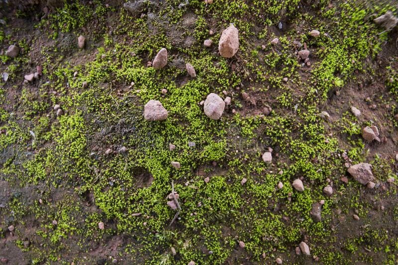 Soil Algae Aims to Improve Soil Quality through Algae Cultures by