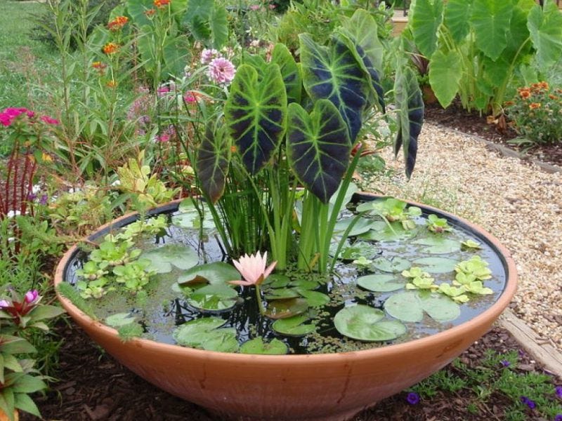 Pond in a Water Pot The Ideal Way To Garden by Emma Sand Medium