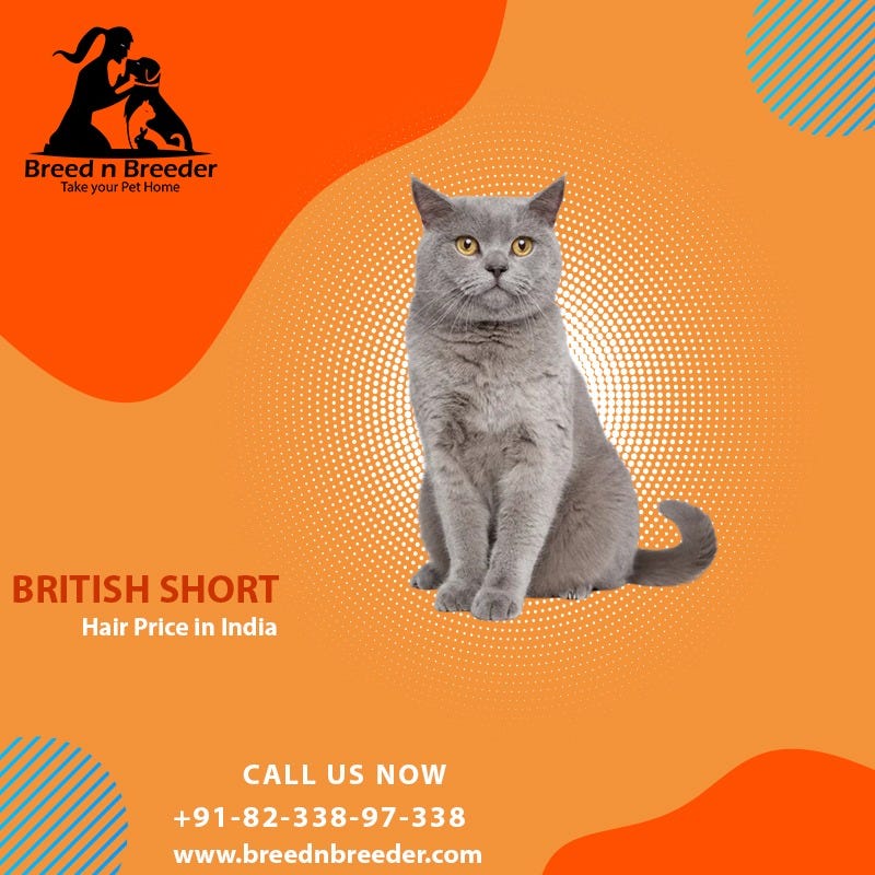 British Shorthair cats For Sale in India by Breed n Breeder Medium