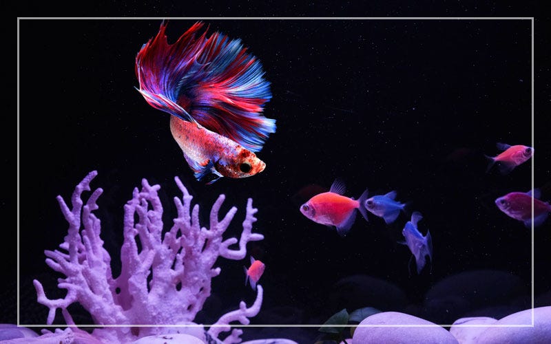 Can Betta Fish Live With Glofish? by Richmond Loh Medium