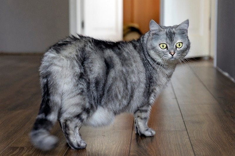 How long is a cat pregnant?. How long is a cat pregnant? by Zoological World Medium