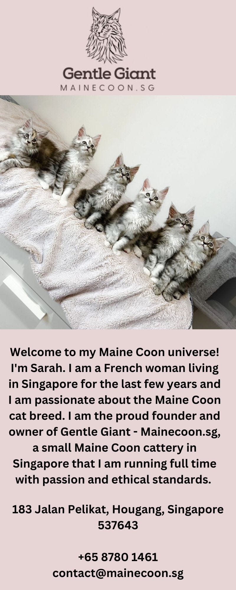 Bengal Cats For Sale In Singapore Mainecoon.sg Maine Coon Medium