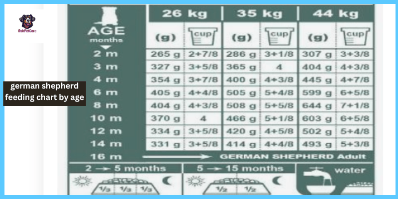 German Shepherd Feeding Chart by Age Dr Practical Tips and Tricks Dr