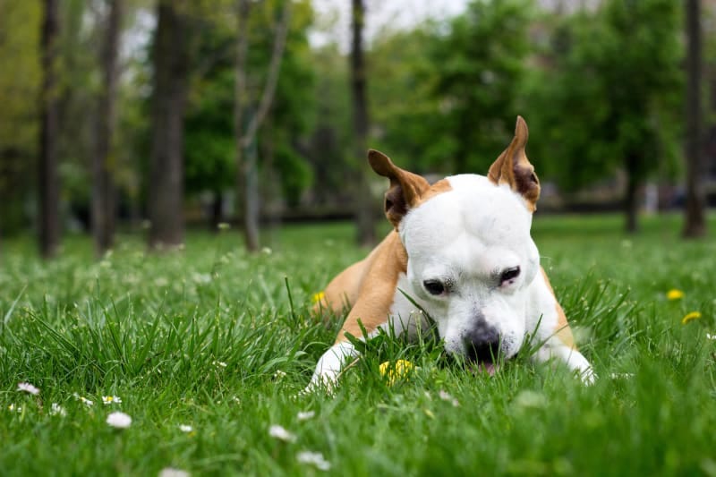 Should I Stop My Dog From Eating Grass? by Pets Care Portal Oct