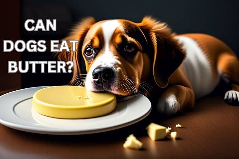 Is homemade ghee better for dogs than storebought versions? by Pet