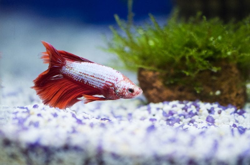Do Betta Fish Like Light? A Dive into the Illuminating World of Betta