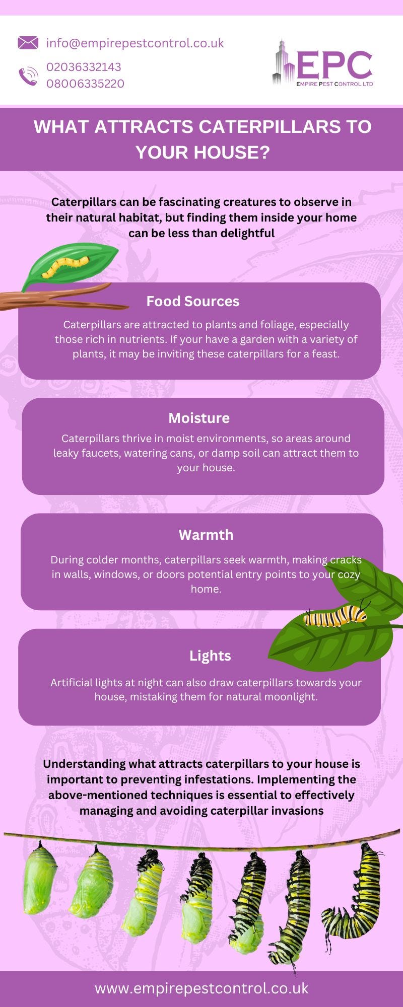 Why Caterpillars Enter Your House? While observing caterpillars in