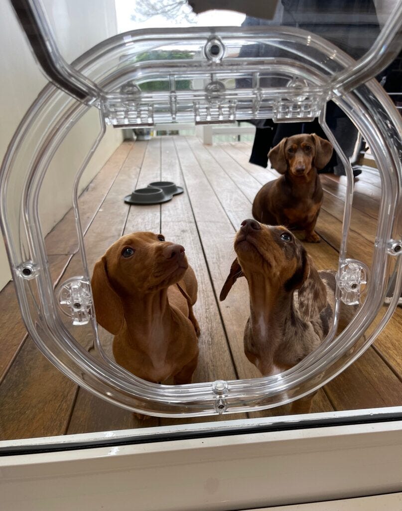 Custom Doggy Door Installation | Platinumpetdoors.au - Platinumpetdoors