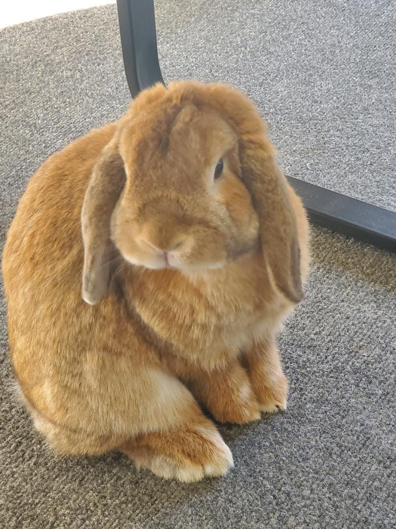 Six Ways to Raise a Happy Mini Lop Bunny by L . Ann Benotto Jun