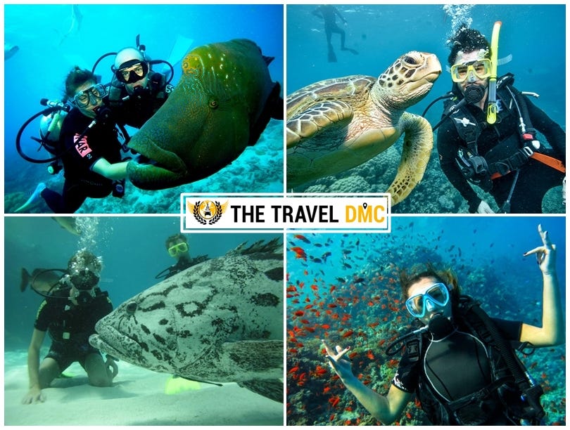 Top Diving Spots in Australia For The Ultimate Water Sport Experience