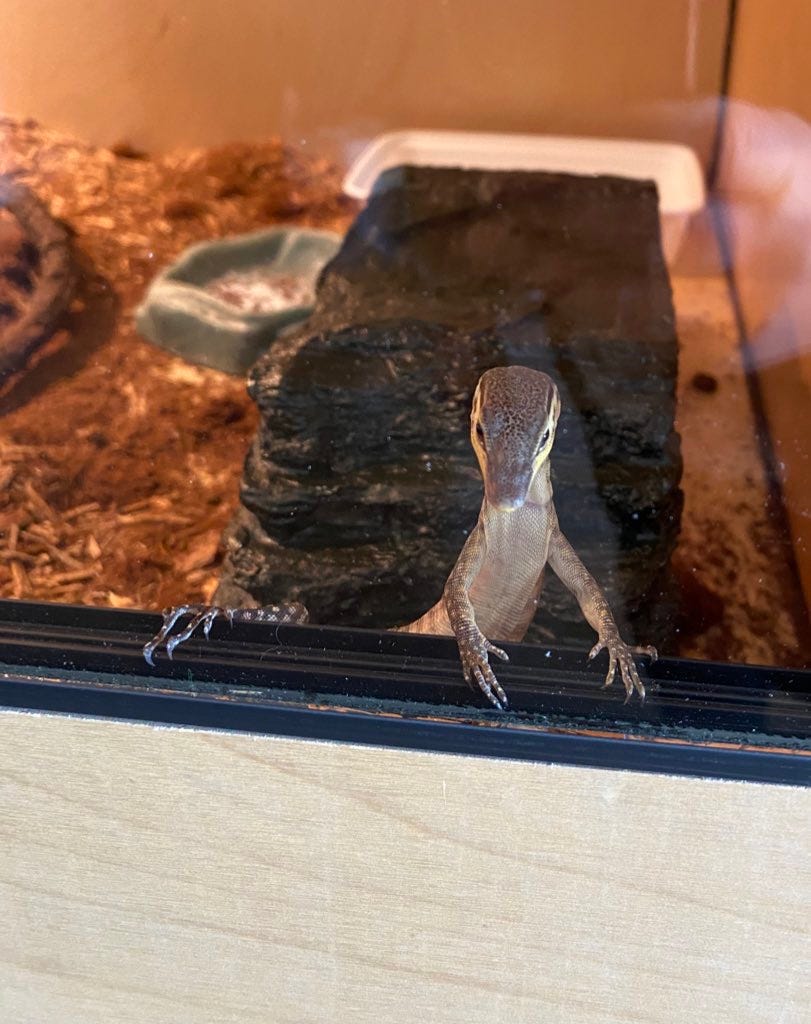 A Little Monitor Lizard Called Liora by Rachel Presser Medium