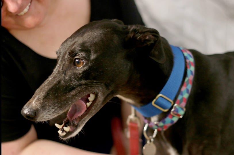 How Much Do Greyhounds Cost
