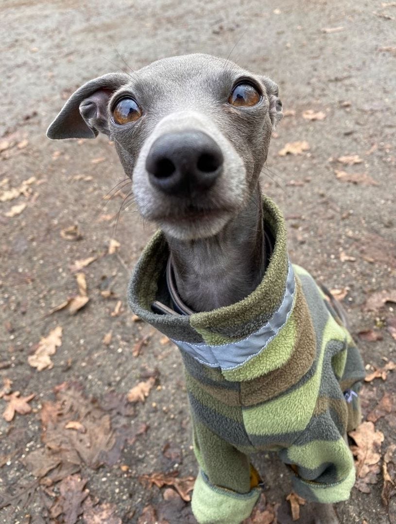 How Much Exercise Do Greyhounds Need? Cardio Point Medium