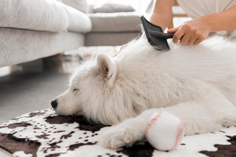 What Should You Do if Your Dog is Losing Their Hair? by Eastwood