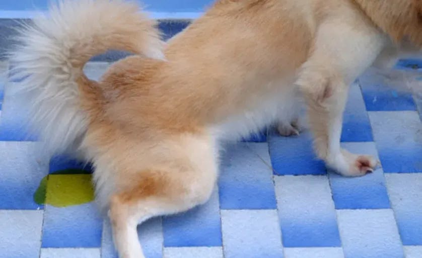 Why Is My Dog Pee Green?. As a responsible dog owner, it can be… by