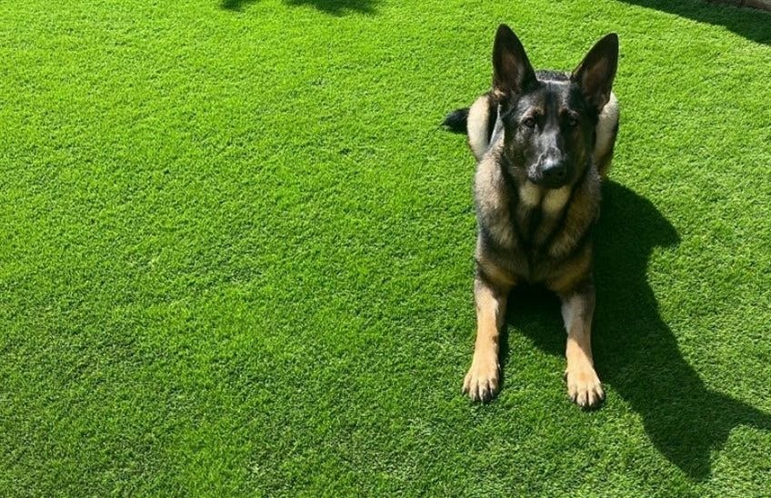How to Clean Fake Grass from Dog Urine — Ace Landscapes Inc fall