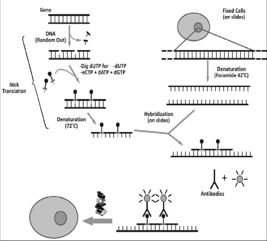 Fluorescence In Situ Hybridization (FISH) Protocol by Alpha Lifetech