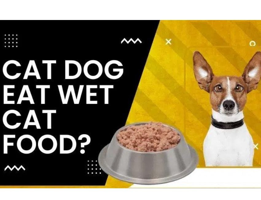 Can a dog eat wet cat food?. Some dogs might do better on cat food