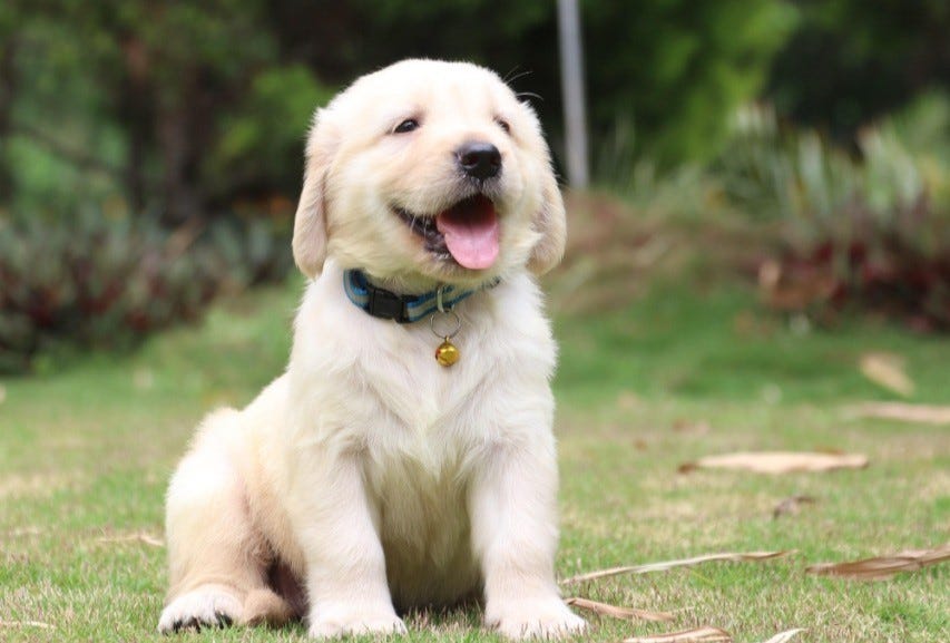 What is the average price of a one month old purebred Golden Retriever