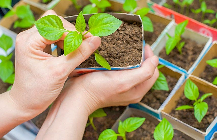 TOP 3 WAYS TO GROW BASIL ON A WINDOWSILL by Zstradersltd Medium