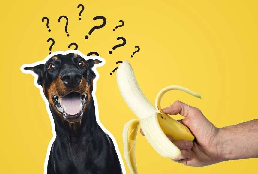 Can Dogs Eat Bananas? Feeding Tips and Cautions for a Healthy Diet by LUCAS ORDAYA Jul, 2023